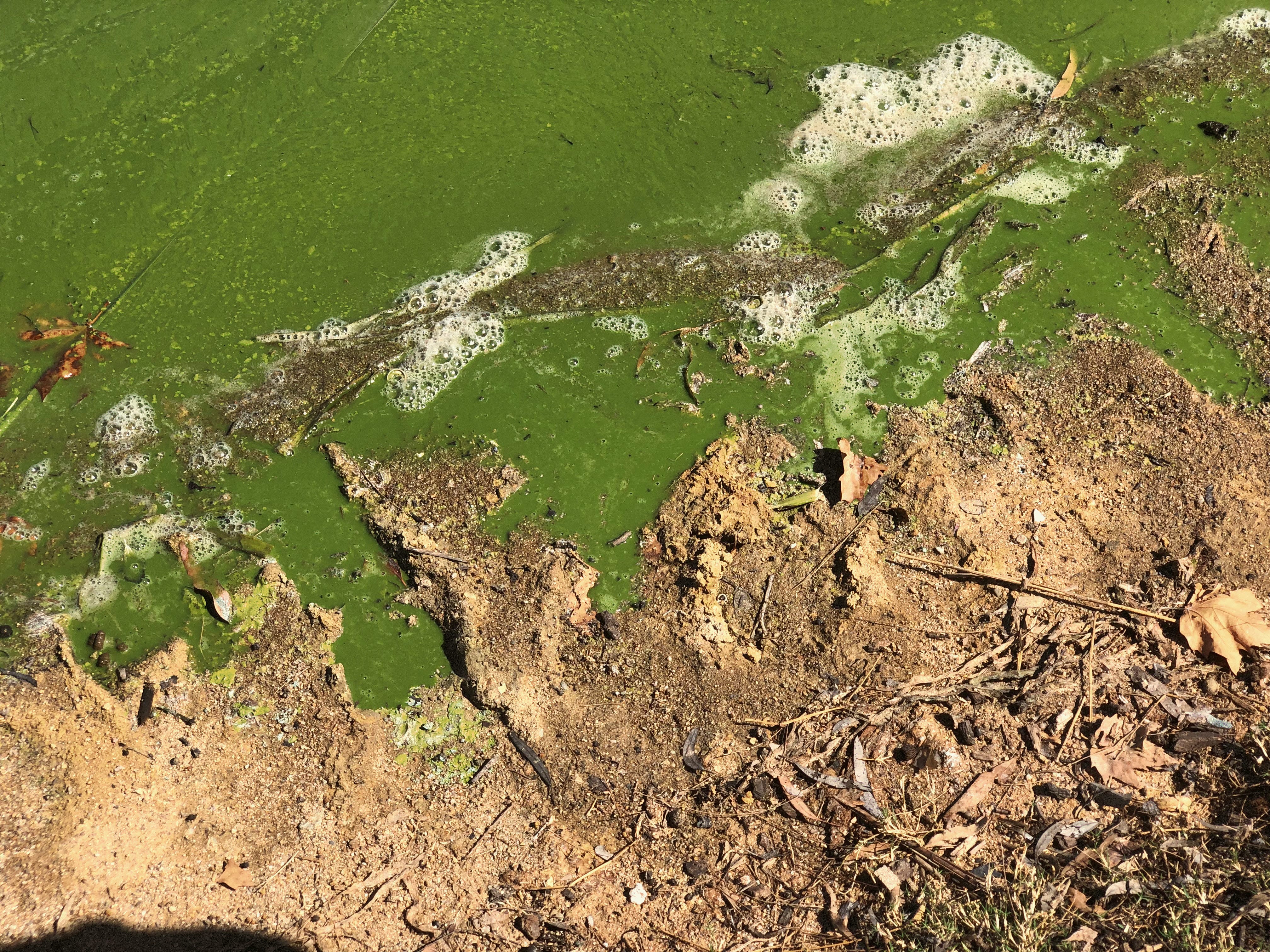Lake Tuggeranong Cleanup – Edges clearer of Rubbish / Lake bad (blue green algae)