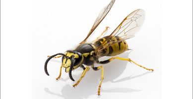 European Wasp Warning