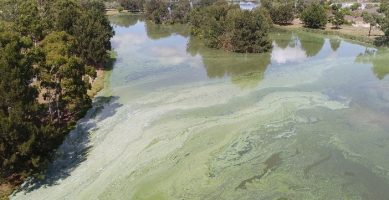 Tuggeranong Community Experiences of Blue-Green Algae